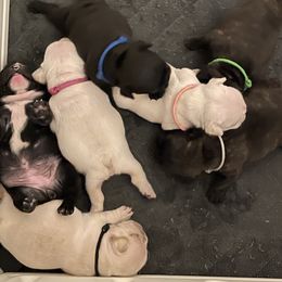French Bulldog Puppies from JoJo French Bulldogs