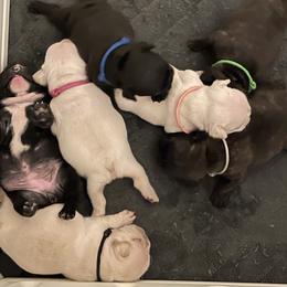 French Bulldog Puppies from JoJo French Bulldogs