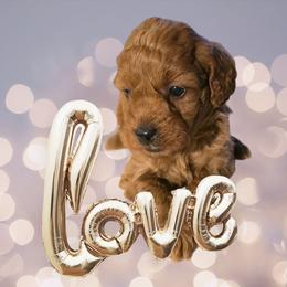 EMBER - Red  female Poodle puppy in Decateur, Texas from Symphony Miniature Poodles