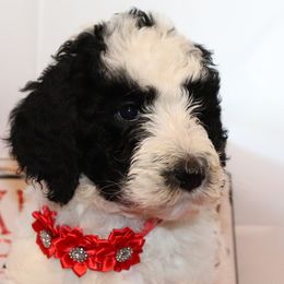 Bernedoodles and Goldendoodles from Heaven Sent Doodles of MA