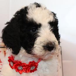 Bernedoodles and Goldendoodles from Heaven Sent Doodles of MA