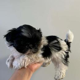 Moo - Black and white female Shih Tzu puppy in Azusa, California from RJ Shih Tzu lover