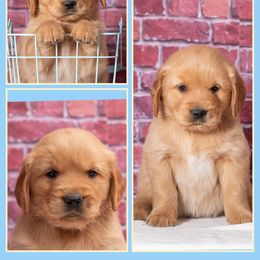 Pumpernickel - Dark golden male Golden Retriever puppy in Driggs, Idaho from SK Golden Retrievers