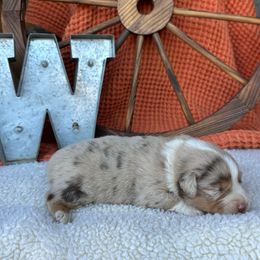 Pumpkin - Red merle male Miniature Australian Shepherd puppy in Checotah, Oklahoma from Wild Outlaw Aussies