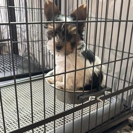 Yorkshire Terrier Puppies from Randy Smith