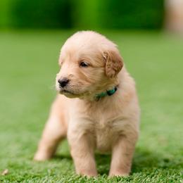 Emma ( Tiffany blue,Teal collar  ) - Golden female Golden Retriever puppy in Oregon from A Goldens First Love