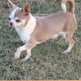 Ryder - Chihuahua