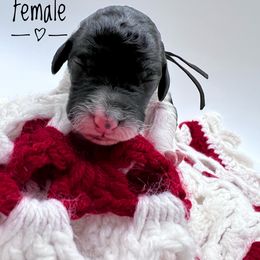 Goldendoodle and Poodle Puppies from Trammell’s Southern Pups