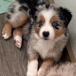 Whitney - Blue merle female Miniature Australian Shepherd puppy in Midway, Texas from L Bar W Aussie Ranch