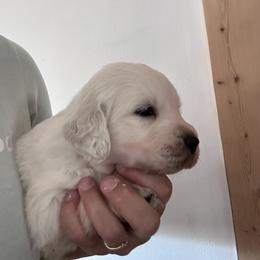 Green - Light golden male Golden Retriever puppy in Wyoming from Great Basin BMD