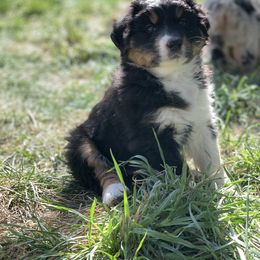 Australian Shepherd Puppies from RMW Ranch Australian Shepherds