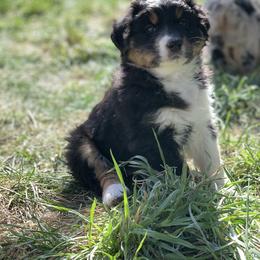 Australian Shepherd Puppies from RMW Ranch Australian Shepherds