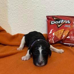 Dorito - Black female Poodle puppy in Richland, Washington from Sageland Poodles