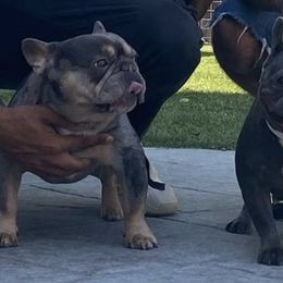 French Bulldogs from Frenchieinnovations