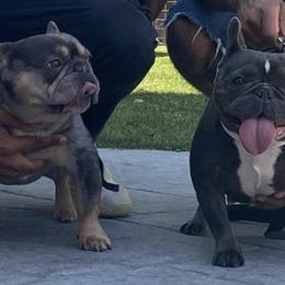 French Bulldogs from Frenchieinnovations