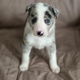 Australian Cattle Dog and Border Collie Puppies from 3R Ranch / Australian cattle dogs