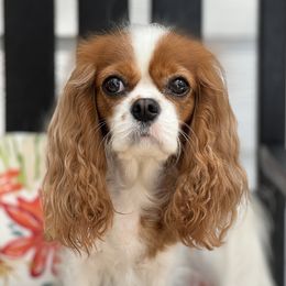 Zsa Zsa - Cavalier King Charles Spaniel