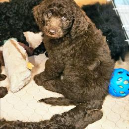 Willie - Brown male Double Doodle puppy in Jeddo, Michigan from Bert's Doodles