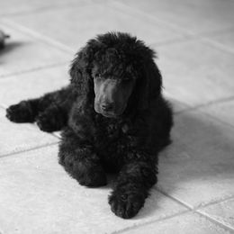 Poodle Puppies from 5-Star Poodles
