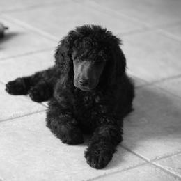 Poodle Puppies from 5-Star Poodles