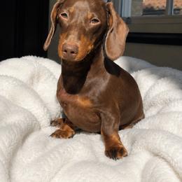 Blossom - Dachshund