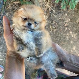 Chloe - Orange sable female Pomeranian puppy in Citrus Heights, California from Yev and Marina's Pomeranians (AKC)