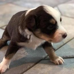 Australian Shepherd Puppies from Bear Pond Aussies