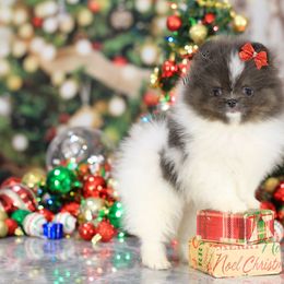 AKC Athena - Blue and tan female Pomeranian puppy in Sacramento, California from My Precious Poms