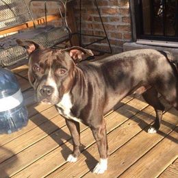 Chance - American Staffordshire Terrier