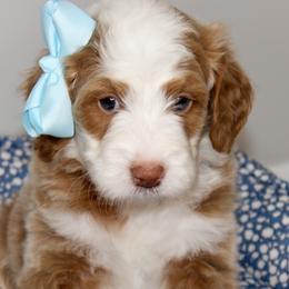 Girl 1 - female Australian Mountain Doodle puppy in Syracuse, Utah from Island View Poodles & Doodles