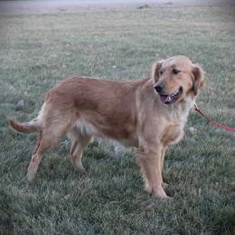 Athena - Golden Retriever