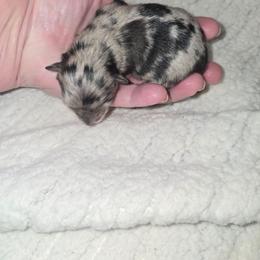 Gia - Blue merle female Pomeranian puppy in Angleton, Texas from Pomeranian Palace, LLC