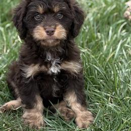Cavapoos, Double Doodles, Pomeranians, and Poodles from T Sanctum
