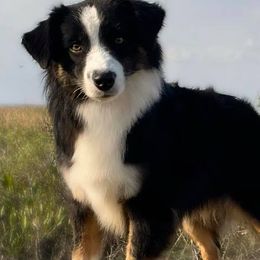 Miniature American Shepherds from Stillwater Ranch Kennel