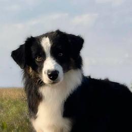 Miniature American Shepherds from Stillwater Ranch Kennel