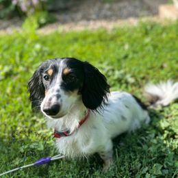 Otis - Dachshund