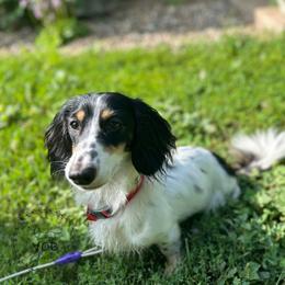 Otis - Dachshund