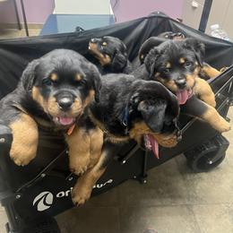Rottweiler Puppies from CG Rottweilers