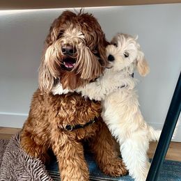 Australian Labradoodles from Pine Lodge Labradoodles
