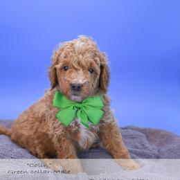 Colin - green collar - Red male Bernedoodle puppy in Lexington, North Carolina from Deborah’s Doodles