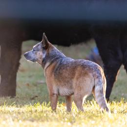 Liberty - Australian Cattle Dog