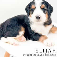 Elijah - male Australian Mountain Doodle puppy in Tipton, Indiana from Country Creek Doodles