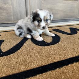 Australian Shepherd and Miniature Australian Shepherd Puppies from Happy Little Aussies