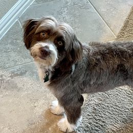 Luna - Aussiedoodle