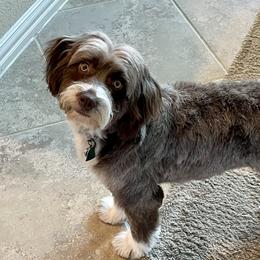 Luna - Aussiedoodle
