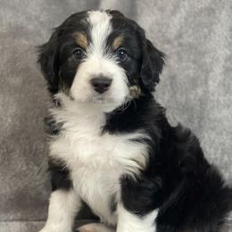 Aussiedoodles, Bernedoodles, Cavapoos, and Goldendoodles from Timp Doodles