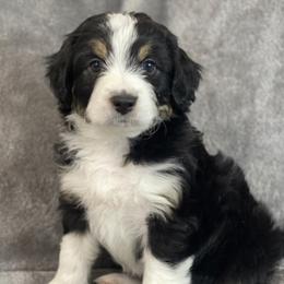 Aussiedoodles, Bernedoodles, Cavapoos, and Goldendoodles from Timp Doodles