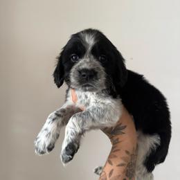 Tackle - Black and white male English Springer Spaniel puppy in Cookeville, Tennessee from Krossroads Kennel