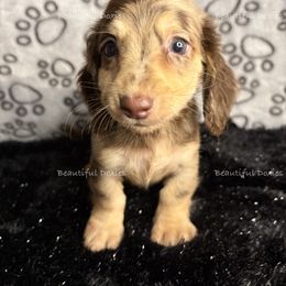 SpongeBob Square Pants - Dapple male Dachshund puppy in Washington from Beautiful Doxies