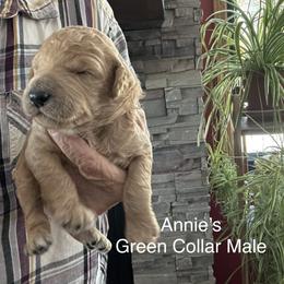 Green Collar Light Apricot - Apricot male Poodle puppy in Mondovi, Wisconsin from Araeah's Red Standard Poodles